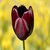 Poème de Tulipe Noire