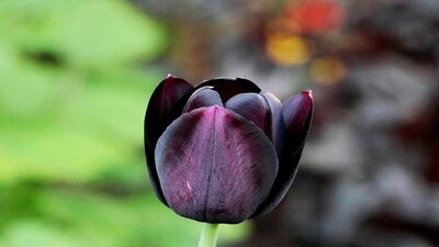 Poeme de Tulipe Noire