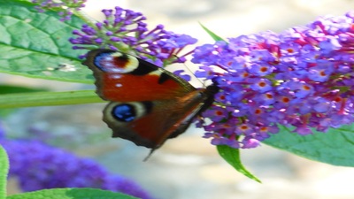 Photo de Tyna