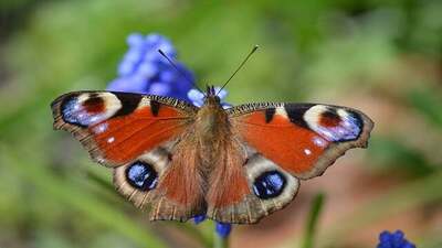 Le Chant Du Papillon auteur et membre du site de poèmes