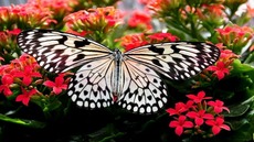 Auteur Le Chant Du Papillon