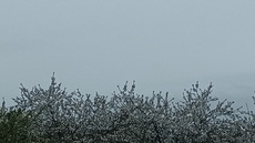 Auteur Timothé Omallet