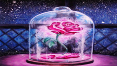 Auteur Cerise356